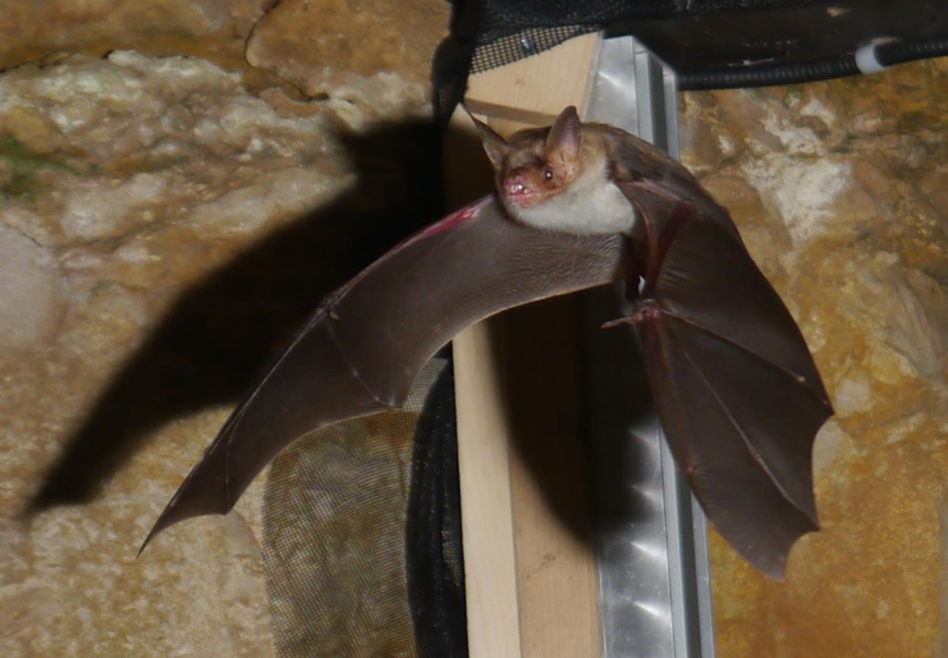 fledermaus