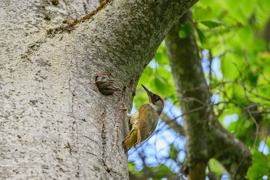 Gruenspecht_an_Bruthoehle_zwei_juv_DSC4978