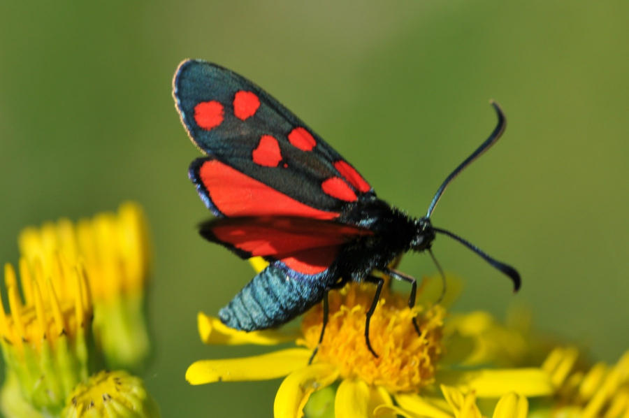 schmetterling